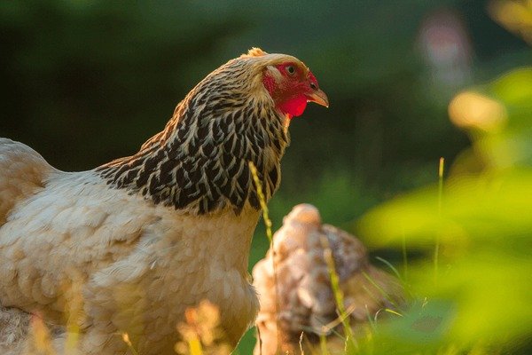 Een Reis langs het Legendarische Chicken Road Casino in Nederland - overview Een Reis langs het Legendarische Chicken Road Casino in Nederland - overview